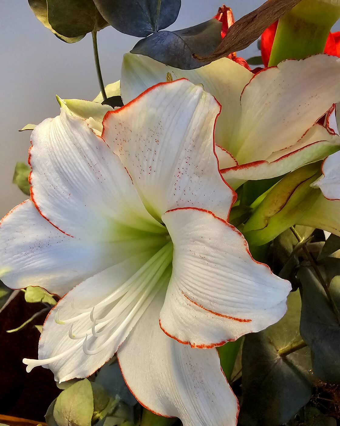 Amaryllis extra detail blanc ou rouge
