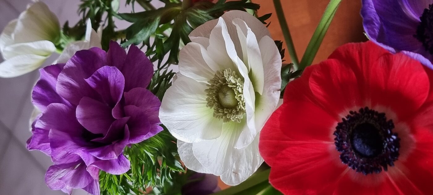 Anemones de Hyeres les 10 extra