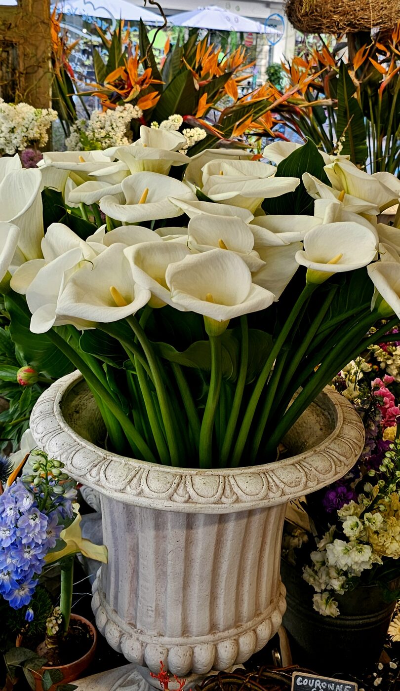 Arums de hyeres