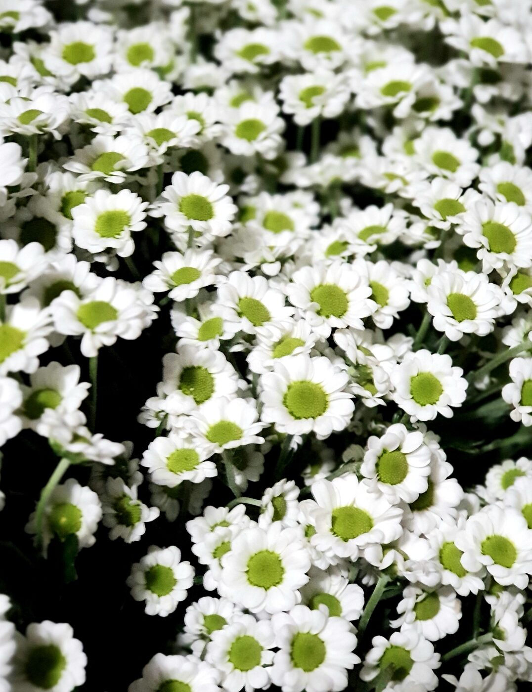 Camomille
