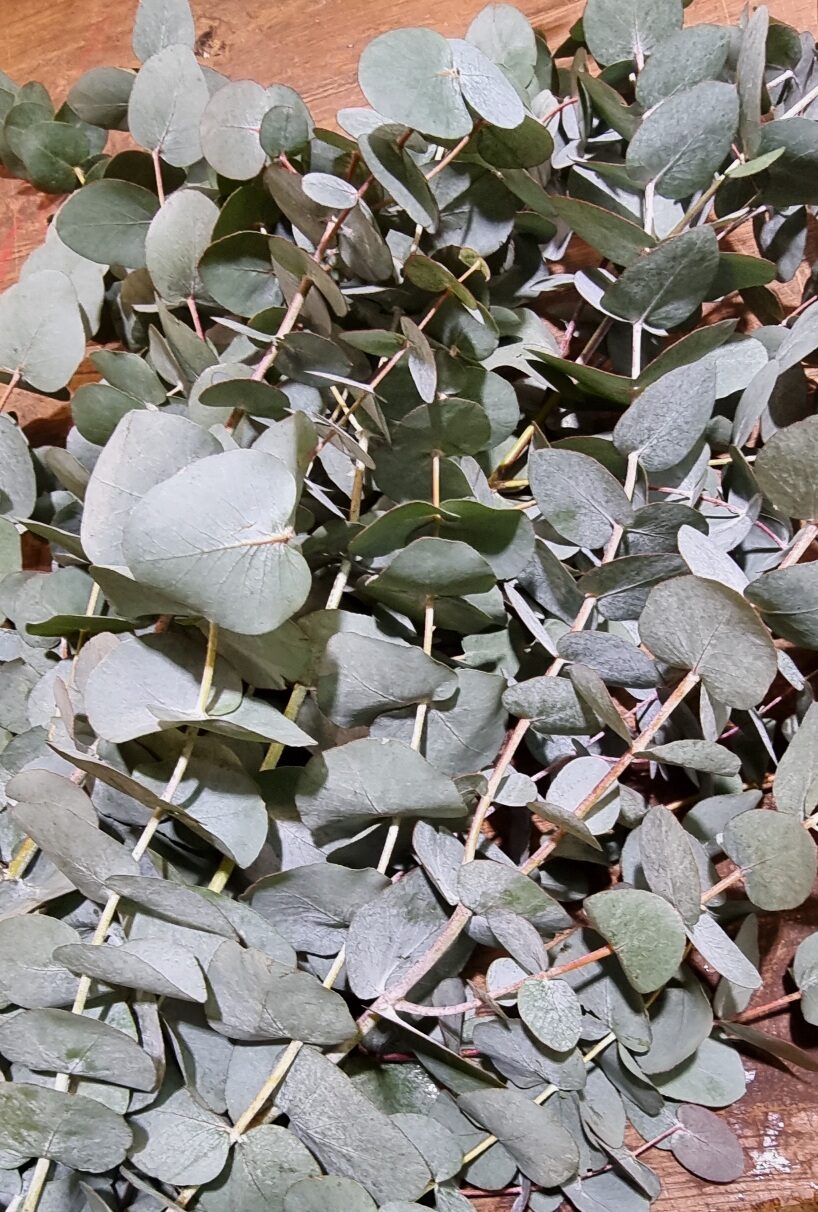 Eucalyptus cinerea production Hyères 400g