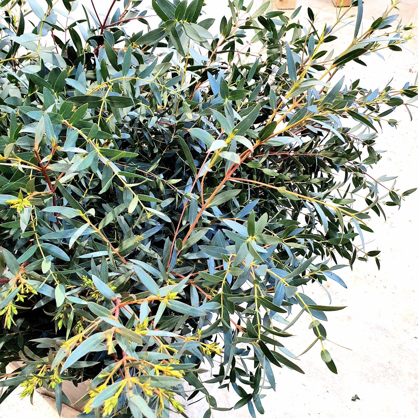 Eucalyptus parvifolia 400g alpes maritimes