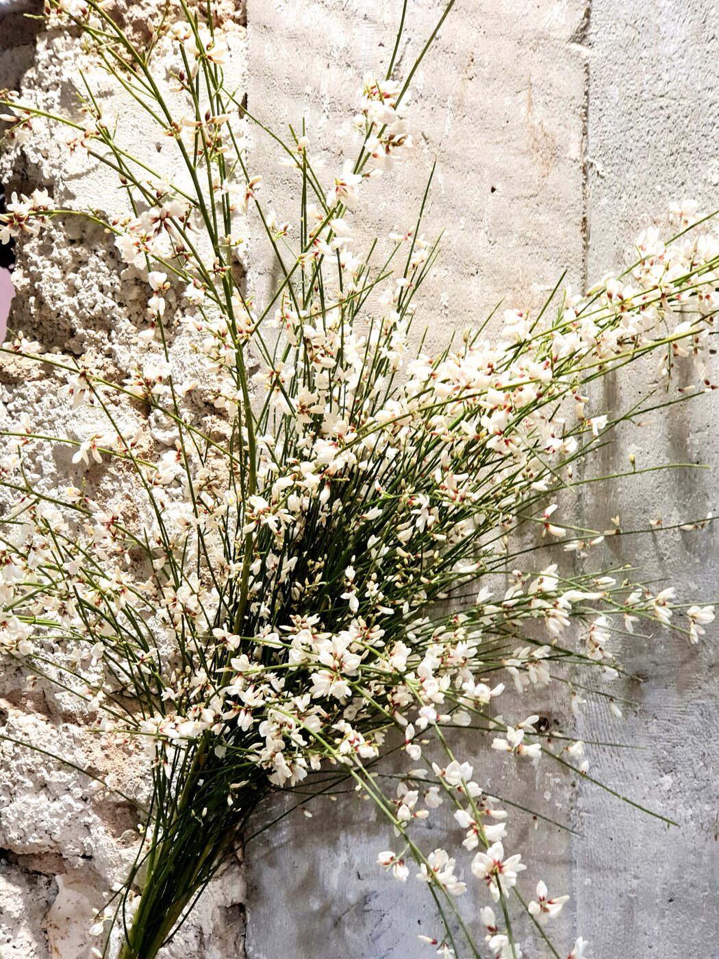 Genet blanc de san remo la botte