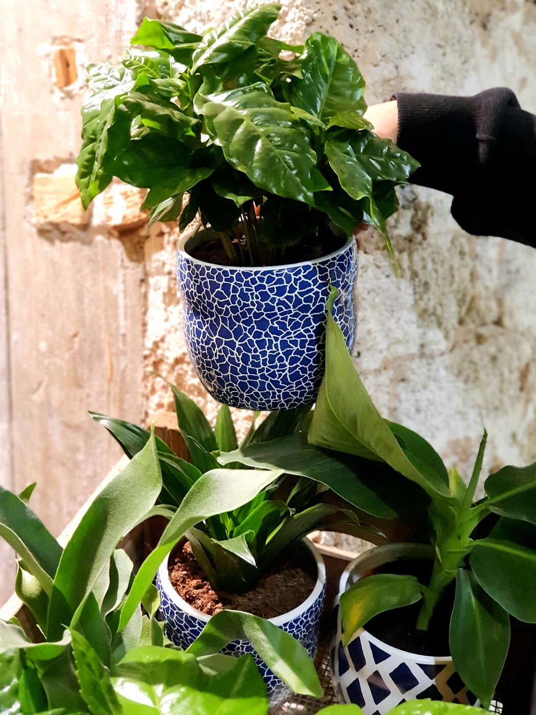 Plante verte avec cache pot