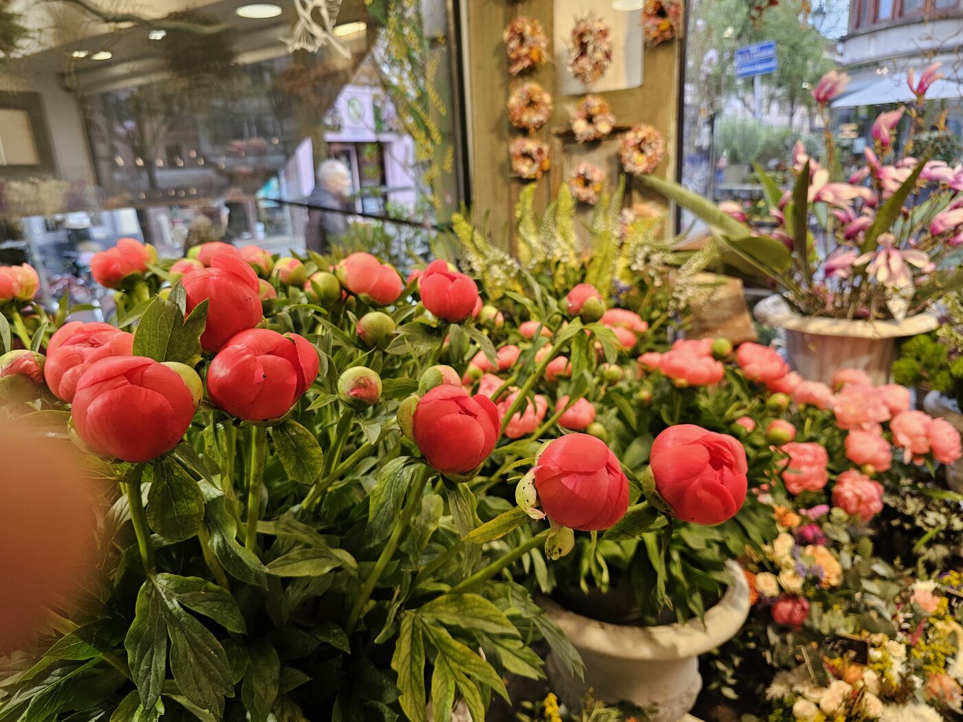 Pivoines coral charm d’Alsace les 10 en 70 / 80cms