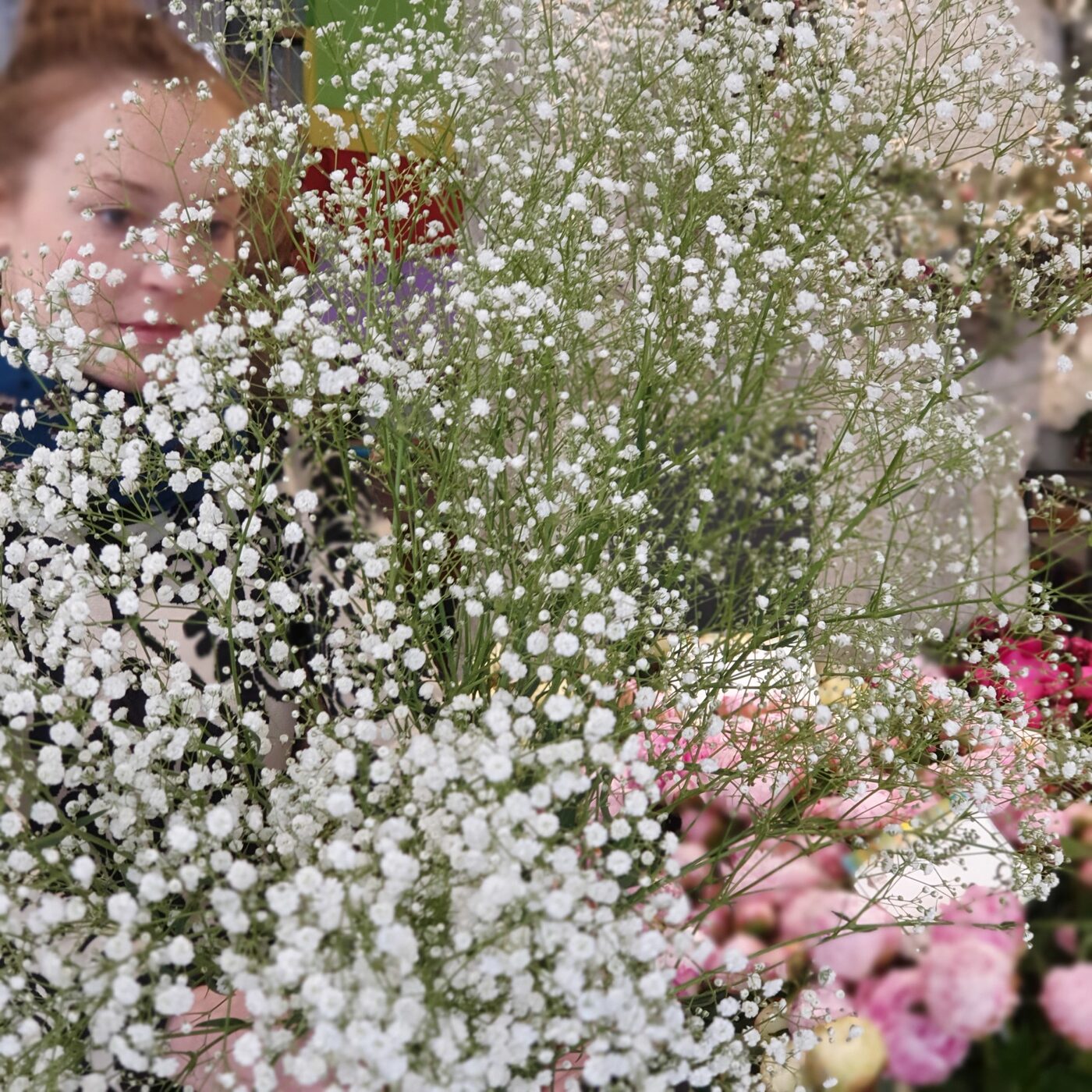 Gypsophile la tige
