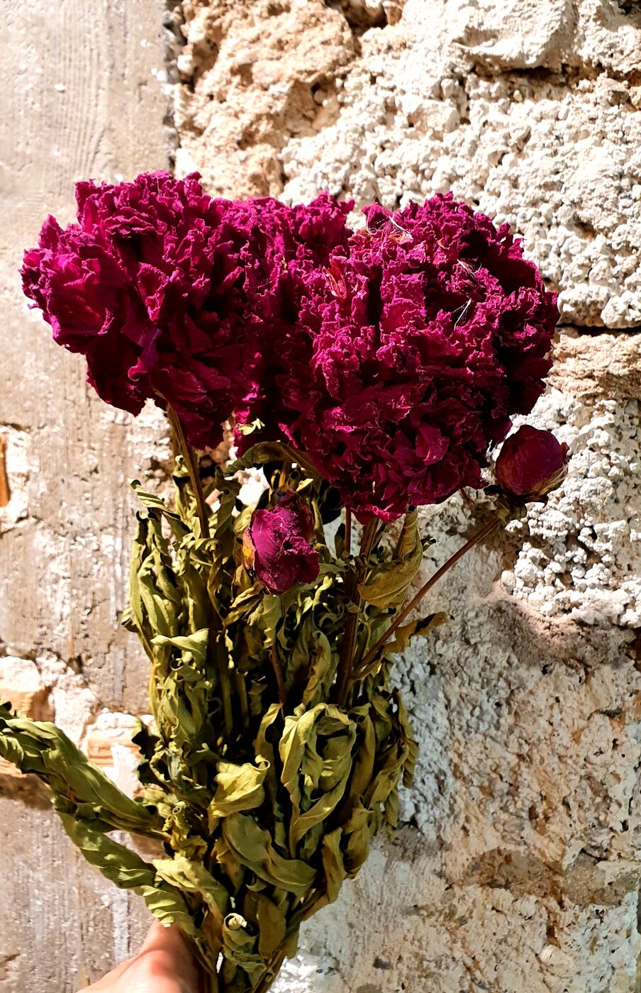 Pivoines sechees les 5 tiges