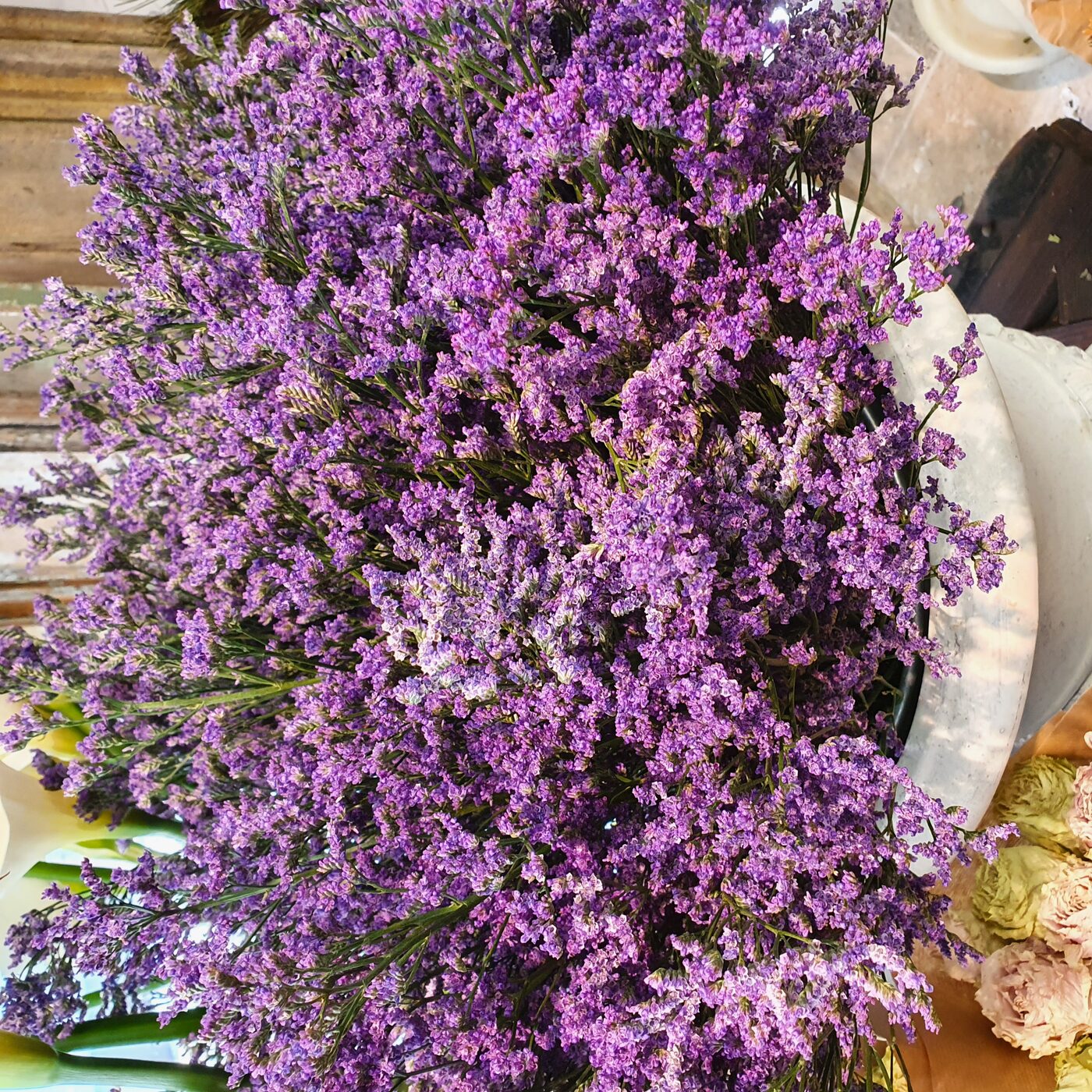 Statice/limonium
