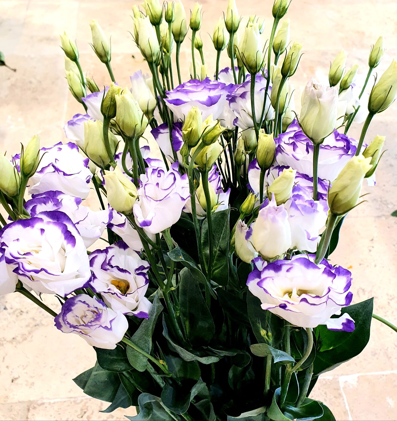 Lisianthus extra detail