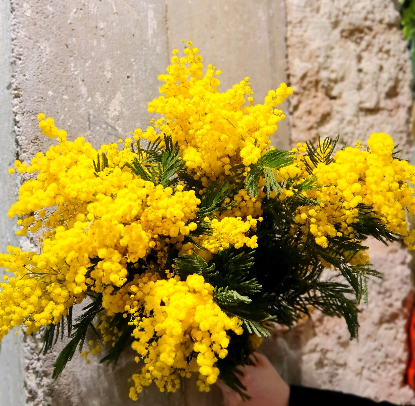 Mimosa de mandelieu botte de 500g