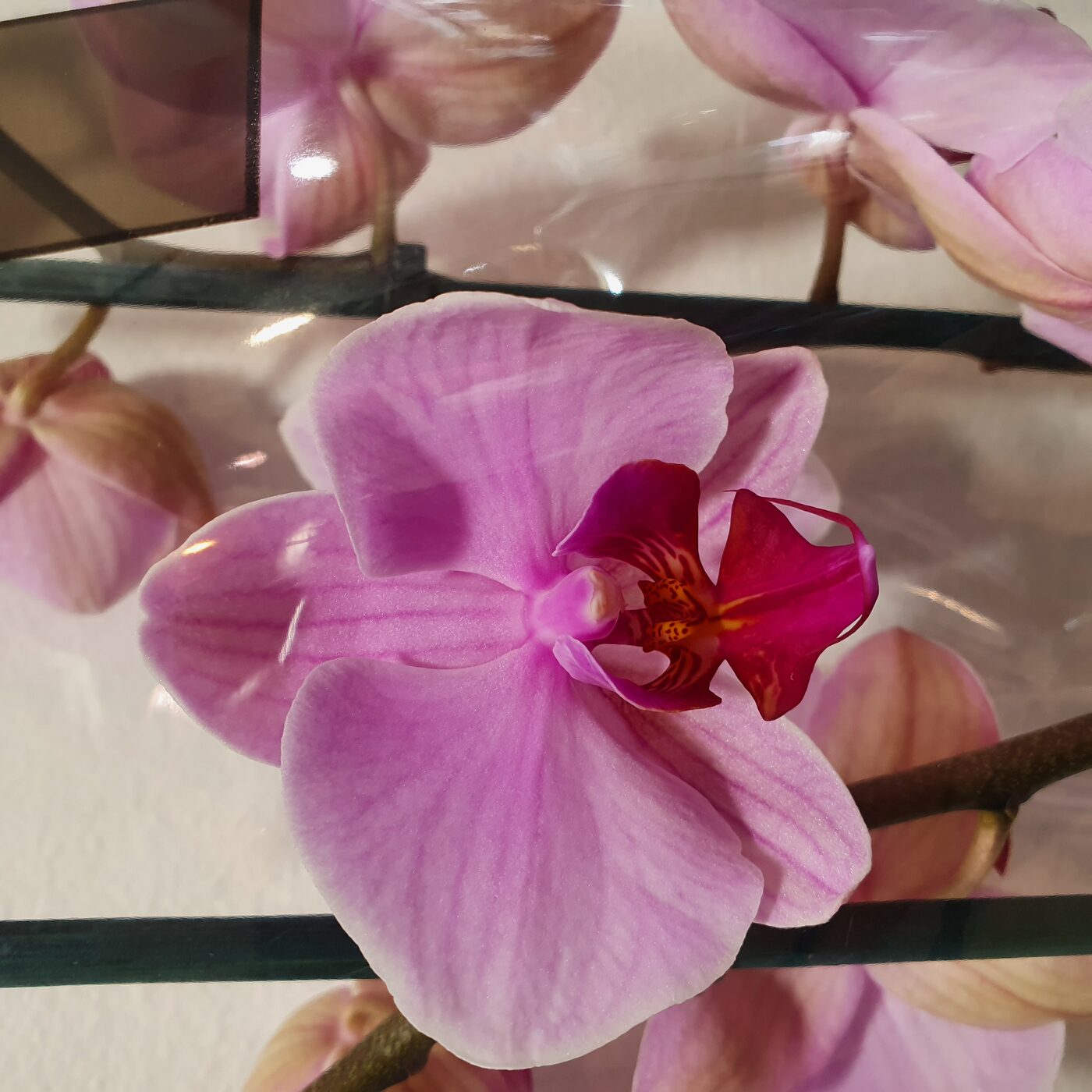 Plantes
