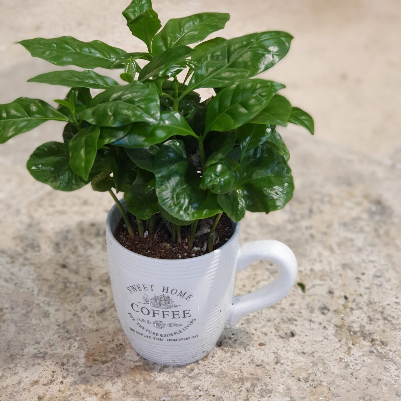 Un cafe ou rien (plant veritable de café)