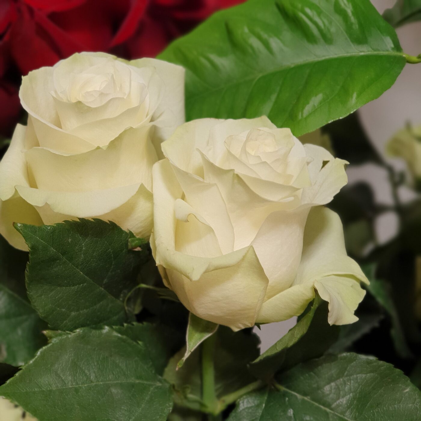 Rose blanche extra detail 70/80 cms