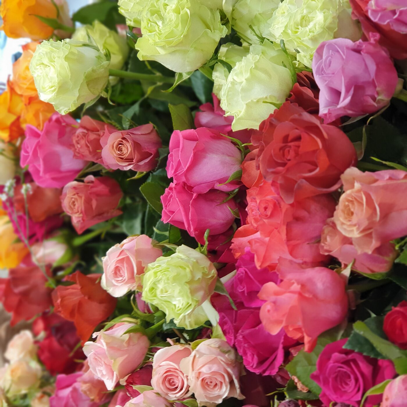 Les 10 Roses variées muticolores 40/50 cms gros boutons gypsophile
