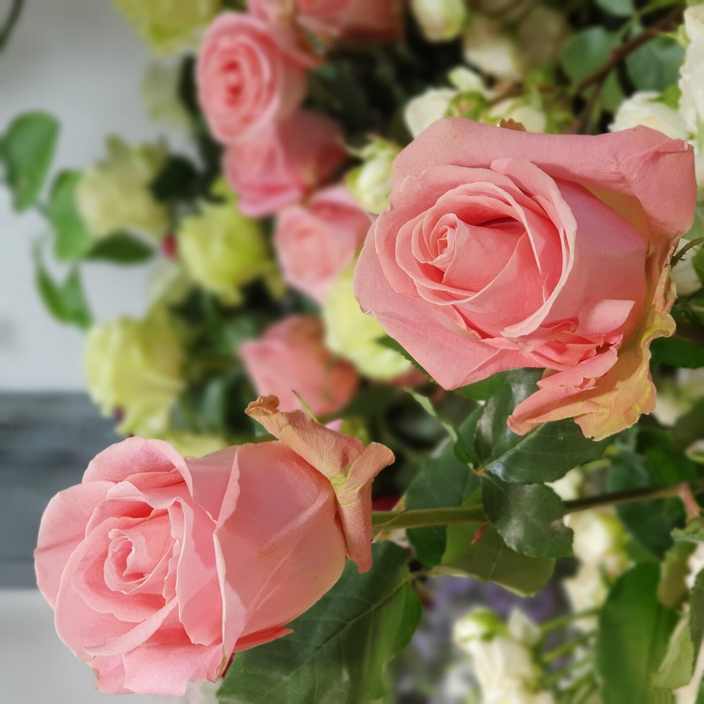 Rose rose extra detail 70/80 cms