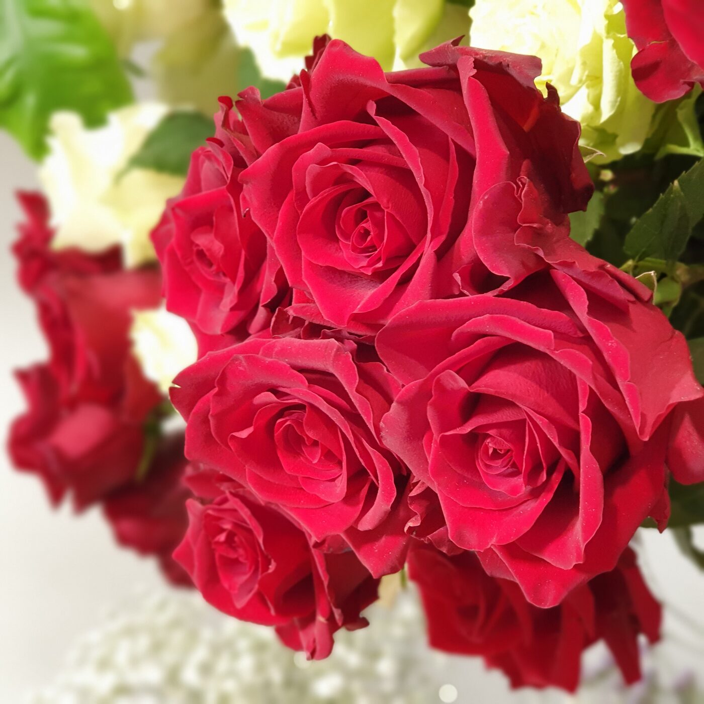 Rose rouge extra gros bouton détail 70/80 cms
