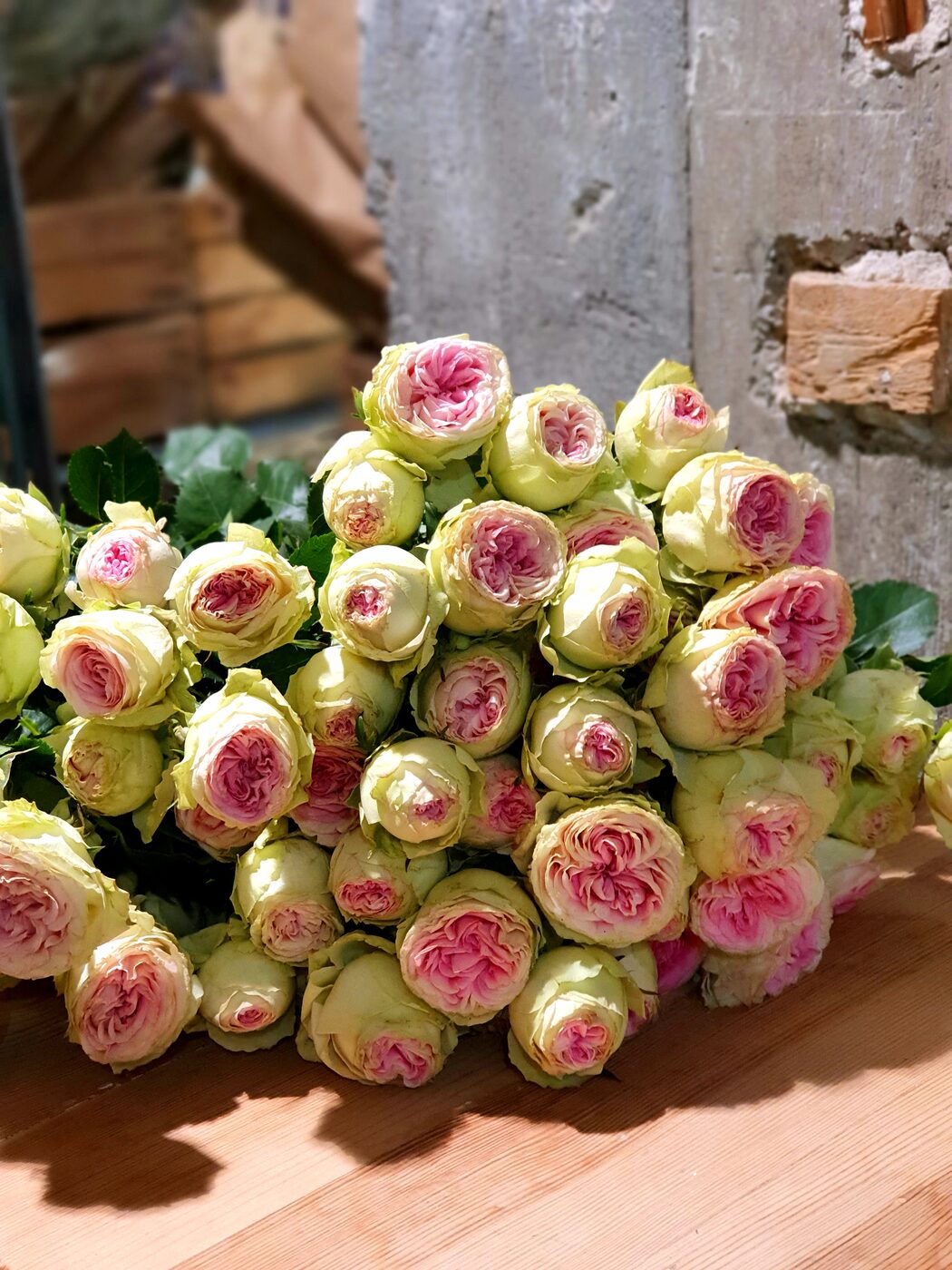 Roses ramifiées « gelato » extra detail 60/70 cms
