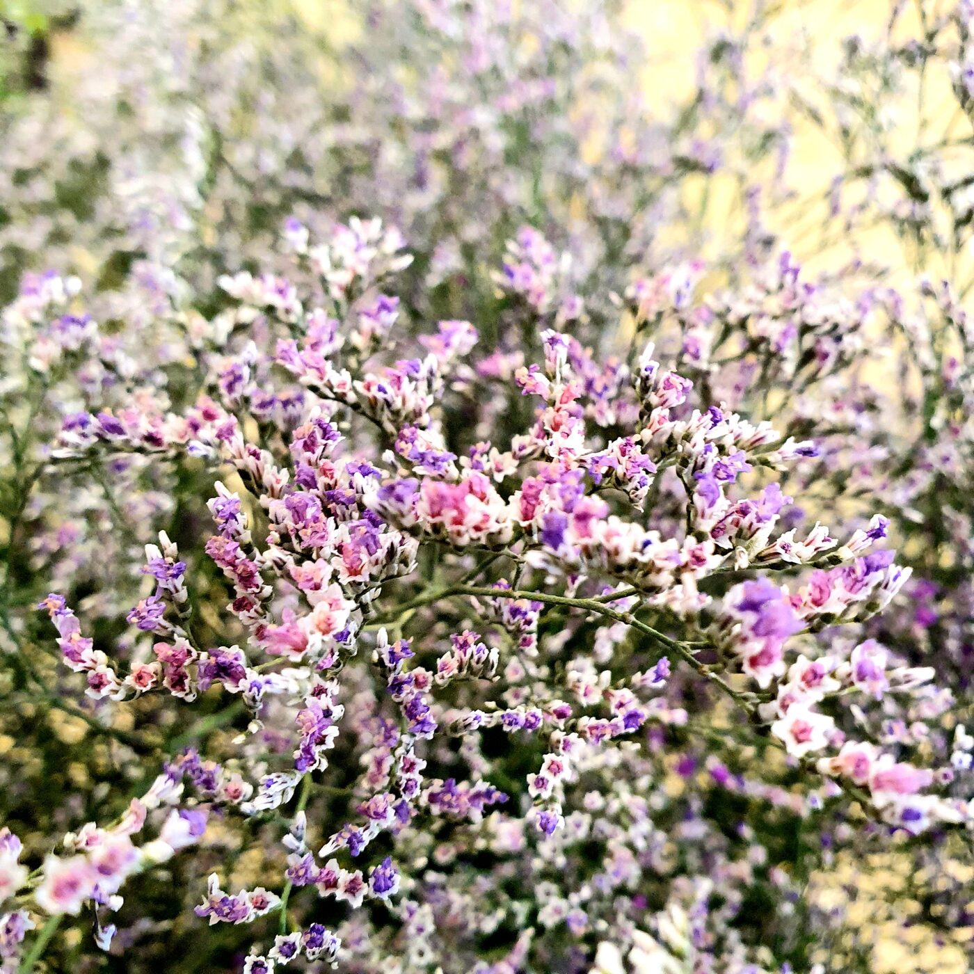 Limonium extra rose mauve