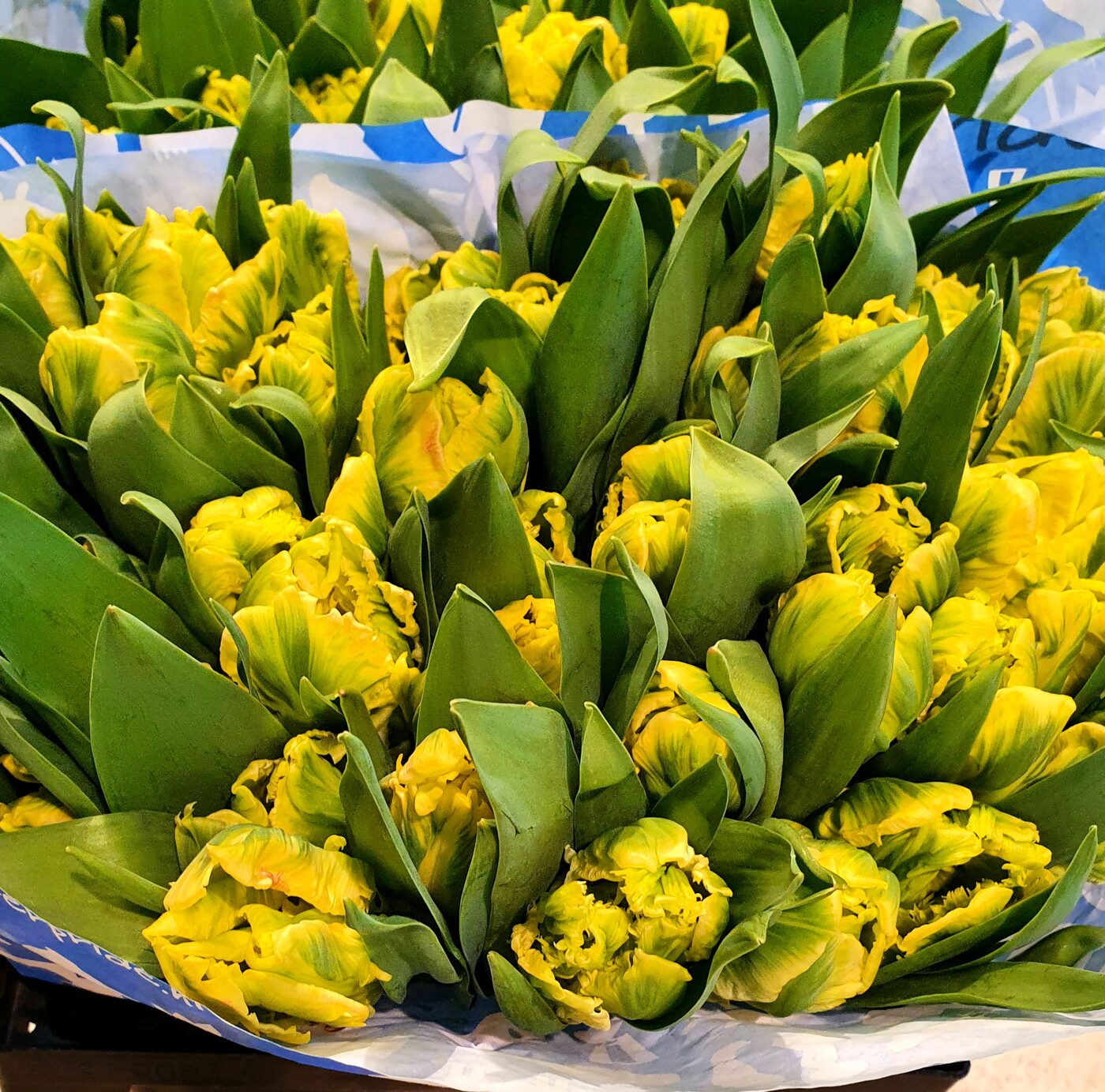 Tulipes de hollande extra botte de 10 tiges
