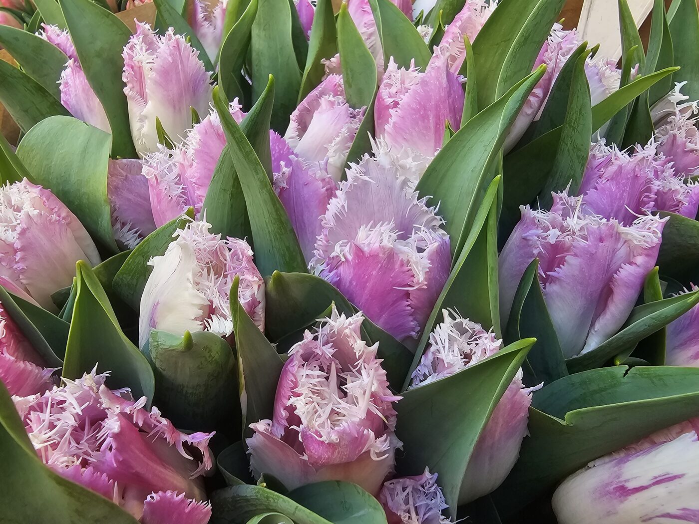 Tulipes extra les 10 tiges